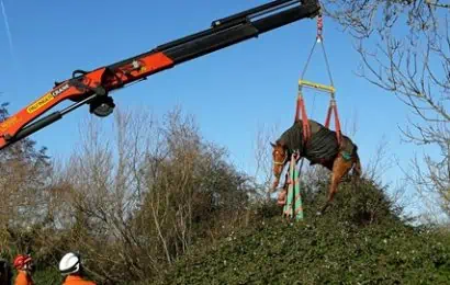 a photo of a horse being lifted above bushes by a crane, with a firefighter watching