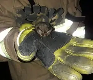 firefighter holding a bat in their hand that was rescued from a housefire