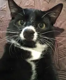 A black and white cat called Artchie looking at the camera