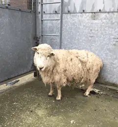 A sheep after being rescued by firefighters at Caversham Road