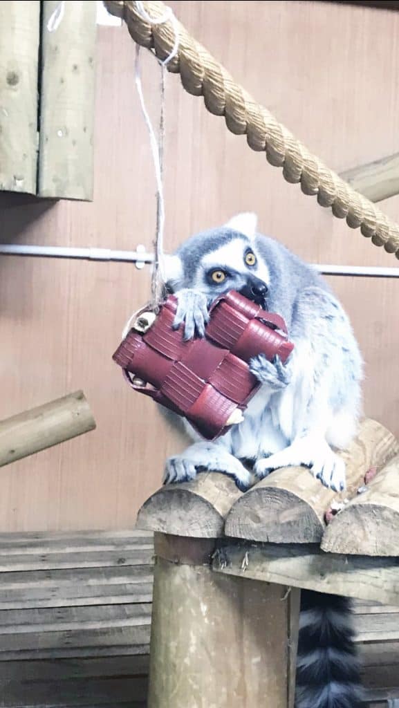Owl perched on logs with fire hoses donated for animal rescue efforts.