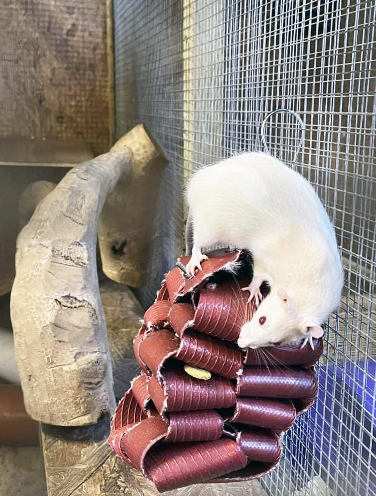 Rescue service using fire hoses for animal enrichment and care.