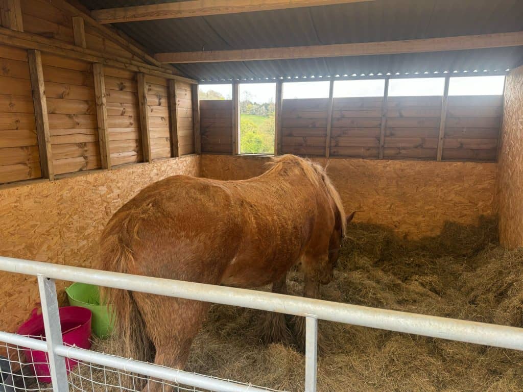 Rescue operation by Royal Berkshire Fire and Rescue Service to free a trapped pony in Marlow stable.