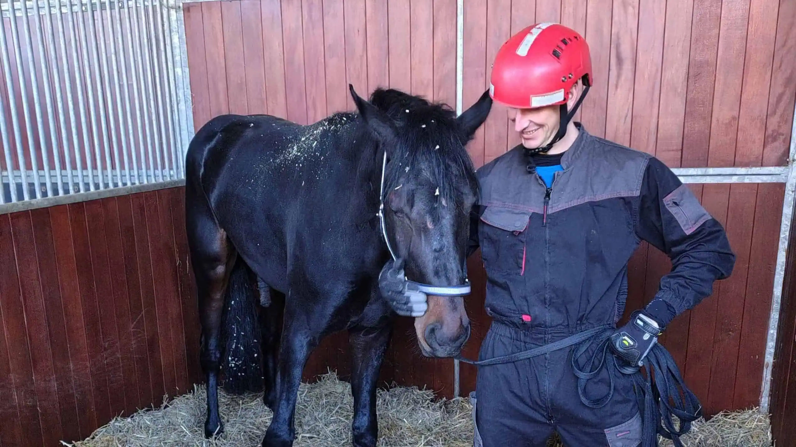 A black horse stood next to a firefighter with a red helmet.