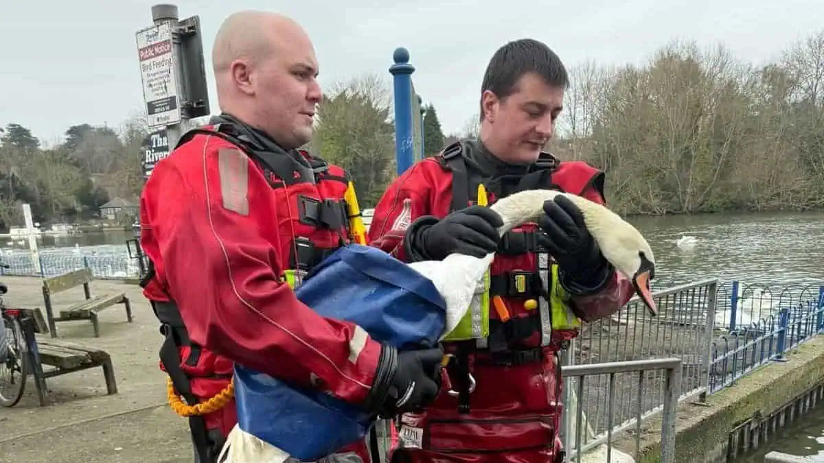 Two firefighters holding a Swan.