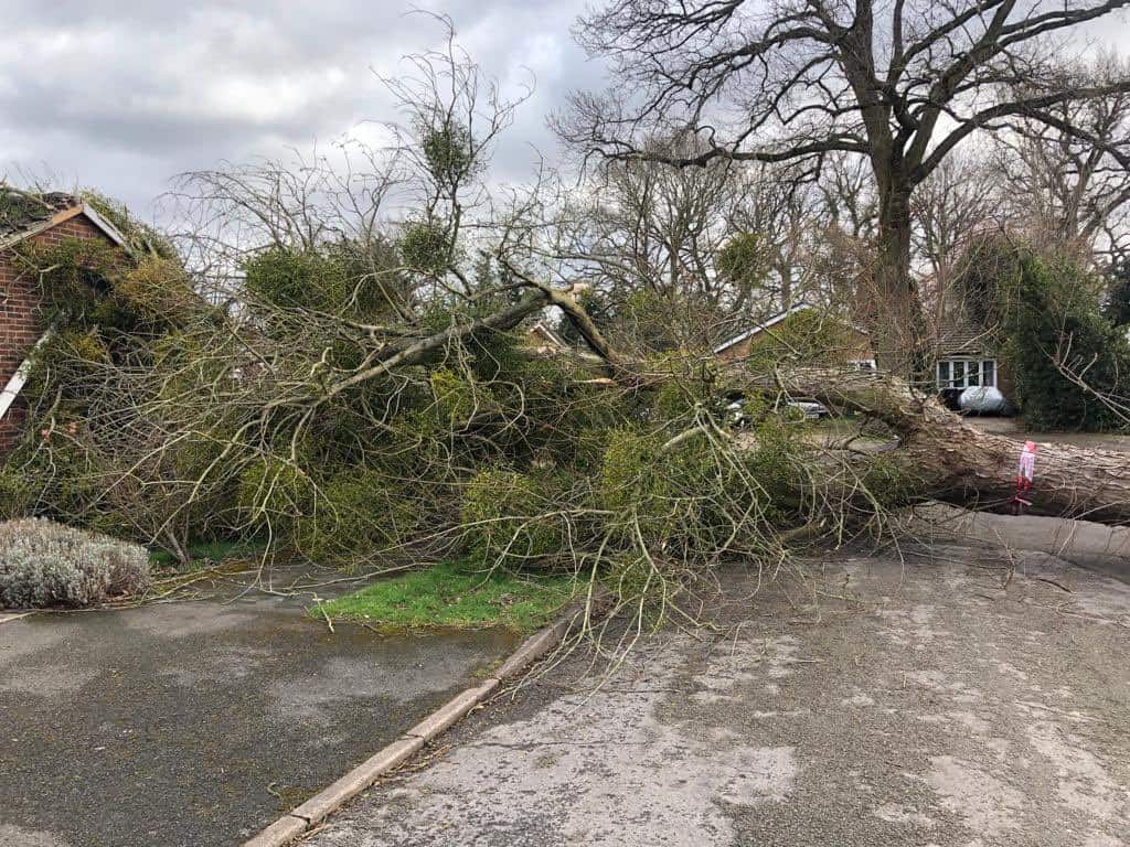 A tree blown over during a storm